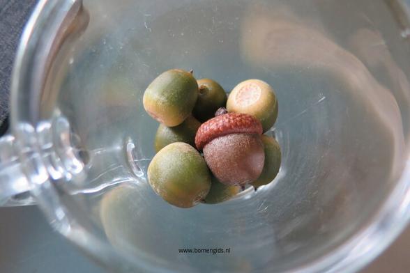 Photo of treespecies Quercus rubra : Category is vrucht-fruit-frucht-fruit-fruta