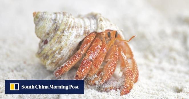 3 Chinese men arrested in Japan after 160kg of hermit crabs found in suitcases