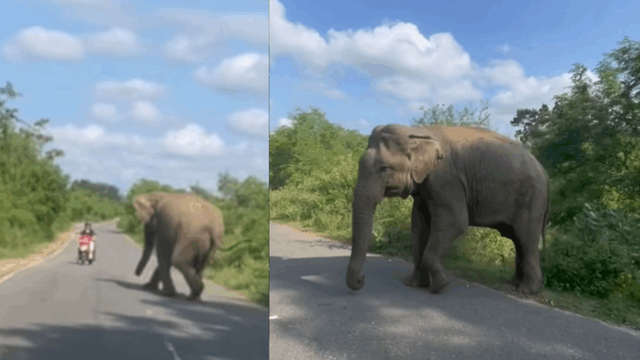 Heart-stopping moment as elephant charges at man on bike, he dodges just in time: 'Nice escaping mate' | Trending