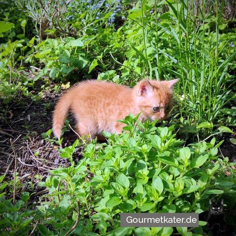 Kleiner Kater im Garten