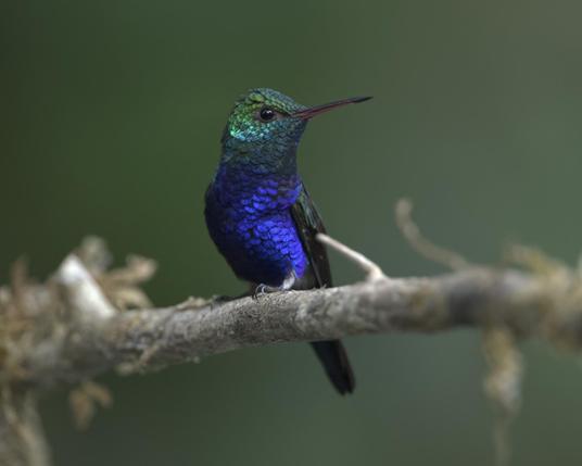 An extremely glittery iridescent hummingbird is posed on a branch with his head turned to give you a profile view of the bill. Head starts out green on top, shades to blue green at throat, then to a vivid violet on the underparts. This is the male Violet-bellied Hummingbird. Widespread in Panama. April 2025. Photo by Peachfront