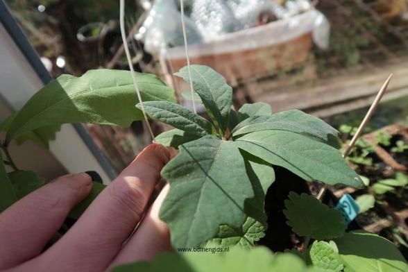 Photo of treespecies Quercus alba : Category is blad-leaf-blatt-feuille-hoja