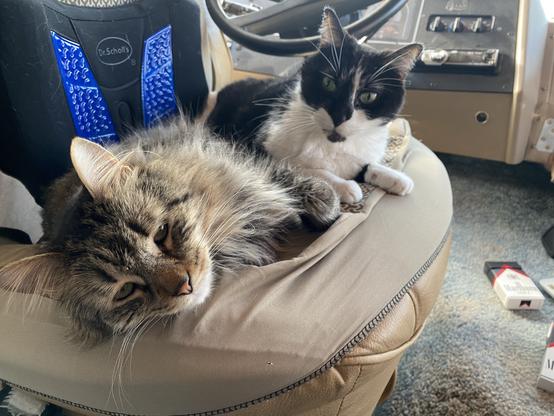 Two cats are lounging together on a plush chair in a vehicle. One cat is a fluffy tabby, and the other is a black and white cat. The vehicle's interior, including the steering wheel and dashboard, is visible in the background.