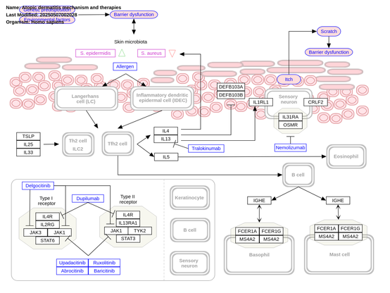 Image of the Atopic dermatitis mechanism and therapies (WP5538) pathway. https://www.wikipathways.org/pathways/WP5538

Description: 

"Atopic dermatitis (AD), also known as atopic eczema, arises from a complex interplay of genetic susceptibility and environmental triggers that disrupt the skin barrier. This dysfunction is exacerbated by alterations in the skin microbiome—particularly a reduction in Staphylococcus epidermidis and an overgrowth of Staphylococcus aureus—which increase the skin’s vulnerability to external allergens. Keratinocytes, in response to this disruption, release epithelial-derived cytokines such as thymic stromal lymphopoietin (TSLP), interleukin (IL)-25, and IL-33. These cytokines promote type 2 immune responses by activating group 2 innate lymphoid cells (ILC2s), T helper 2 (Th2) cells, and T follicular helper 2 (Tfh2) cells. These lymphocytes, stimulated by activated Langerhans cells (LCs) and inflammatory dendritic epidermal cells (IDECs), subsequently secrete IL-4, IL-5, and IL-13. IL-4 and IL-13 signal through type I (IL-4Rα / CD132) and type II (IL-4Rα / IL-13Rα1) receptors expressed on B cells, keratinocytes, and sensory neurons, activating the JAK-STAT signaling pathway. Tfh2 cells promote class switching to IgE in B cells, enhancing mast cell and basophil activation via FcεRI. [..]"