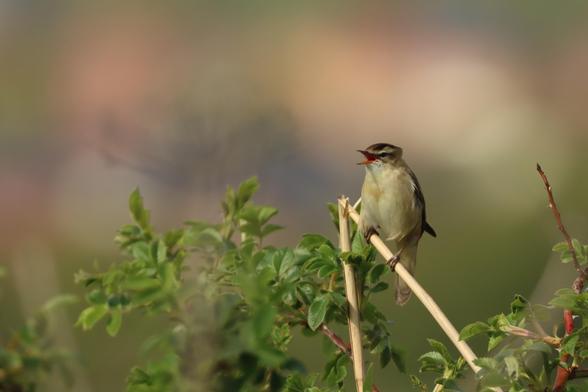 a small greenish beige bird is perched on a bent reed singing it's heart out