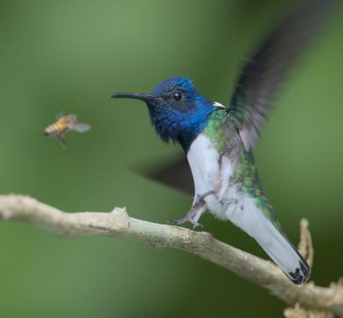 The focus is on a male or presenting-as-male (since 10% of these are females) White-necked Jacobin hummingbird with a flashing blue head and bright white underparts. The bird has jumped up to lift the small feet and the wings are high and wide in a defensive posture meant to intimidate. A honeybee continues to move in... (Don't worry, the bee did not actually contact the hummingbird, and there weren't really a lot of bees around. This was strictly a game of intimidation.) Canopy Tower, Panama. Photo by Peachfront. April 2025.