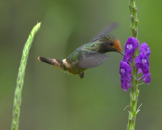 A perky hummingbird is hovering to feed at a clump of bright purple verbena flowers. The hummingbird is green with a peachy orange "boop" spot above her bill and a cream-colored rump band. This is the female Rufous-crested Coquette. Canopy Camp, Darien, Panama. Photo by Peachfront.