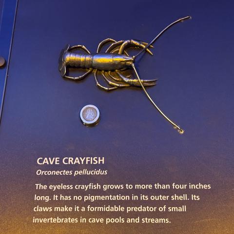 Cave Crayfish, specifically the Orconectes pellucidus. The eyeless crayfish grows to more than four inches long. It has no pigmentation in its....and the stupid preview makes it I cannot see the rest of the text to put it here. It is a predator and will eat invertebrates in cave pools and streams.
Above this text is a 3D model of the crayfish, with a real size penny for scale underneath it. The structure is accurate, and is visually and tactally pleasing.