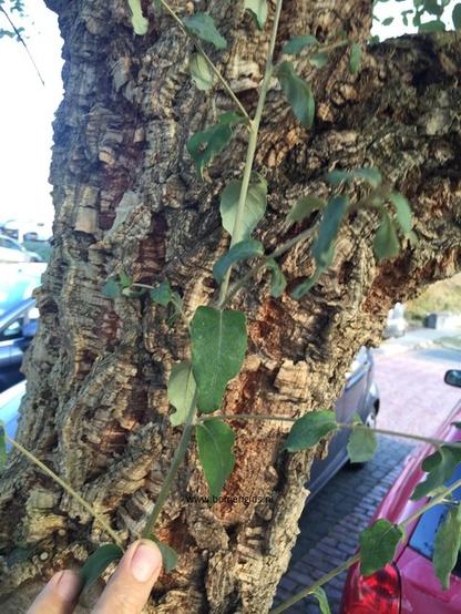 Photo of treespecies Quercus suber : Category is blad-leaf-blatt-feuille-hoja