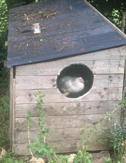 a wooden chicken house in a garden setting has a round window through which a white chicken can be seen perching and looking out