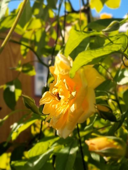 Noisette-Rose, Alistair Stella Grey, mit Apis mellifera, Honigbiene, die man zwischen Kron- und Staubblättern kaum sieht.