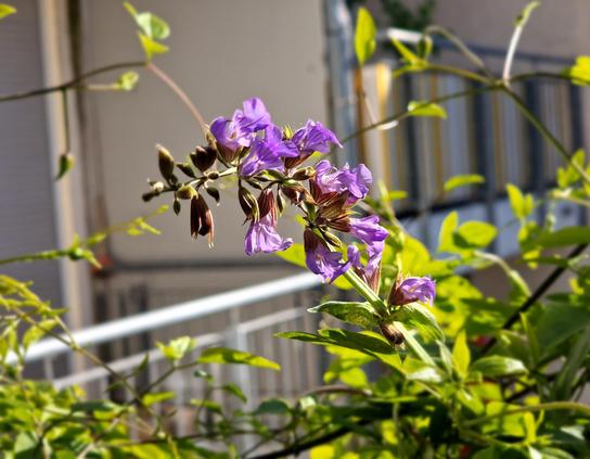 Salbeiblüte vor Clematisranken