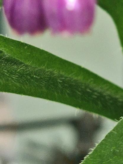Blatt mit hartem, hellem Flaum, Beinwell gehört zu den Raublattgewächsen.

Fasst sich fast stachelig an.