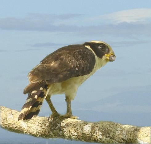 A chubby bird of prey with a large dark mask is photographed from the rear but with face turned in profile to show off a large intelligent eye. Borb looks to be thinking of taking off from the branch at any moment. This is a Laughing Falcon. The background is a blue sky with some gray and white clouds in it. Bird photo Darien, Panama. Sky photo Veracruz, Mexico. Both by Peachfront.