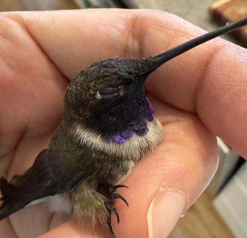 A black-chinned hummingbird resting in a human hand. Eyes closed, a tiny foot wide open clutching onto the human's fingertip.