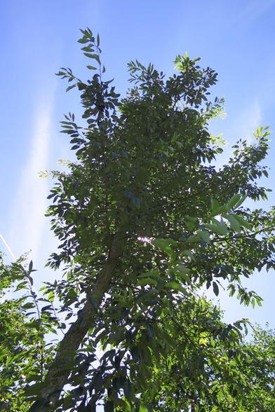 Photo of treespecies Quercus variabilis : Category is boom-tree-baum-arbre-arbol