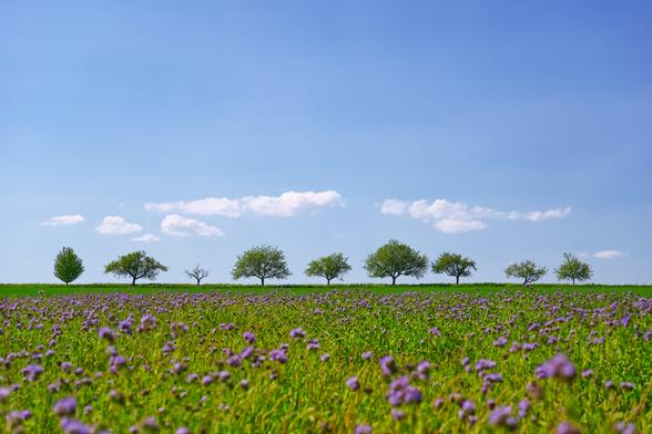 Color. Landscape format. A sunny, warm spring day during a hike in expansive nature. In the lower third a bright green meadow covered with purple flowers. Due to a low point of view and aperture 5.6 the flowers are slightly blurred. A meadow in the background with a horizontal separation to the blue sky forms the stage for 9 different trees. Behind and above the trees is a blue sky with a line of several long clouds just above the trees.