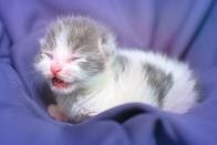 Baby kitten meowing