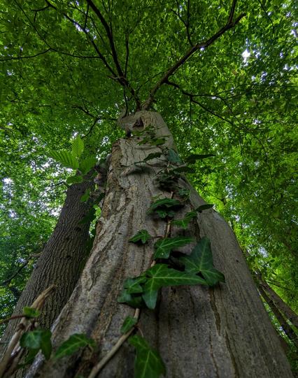 A low-angle shot looking up at a tall tree, possibly a beech, with a smooth, light grey trunk. Green ivy climbs the trunk, and the tree's canopy is full of bright green leaves. The sky is visible through the leaves.