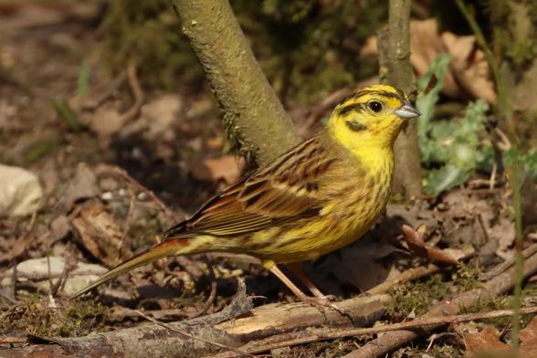 a small yellow and brown bird stands in the bottom of a hedgerow, their favourite habitat, which has sadly been destroyed by farmers over the years resulting in a decline in a lot of our native wildlife