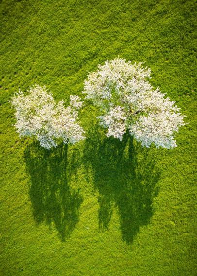 Auf dem Bild ist eine Luftaufnahme von zwei blühenden Bäumen auf einer saftig grünen Wiese zu sehen. Die Bäume stehen nebeneinander und sind von weißen Blüten bedeckt, was auf den Frühling hindeutet. Die Sonne scheint von oben links, wodurch die Bäume lange, dunkle Schatten nach unten rechts werfen. Die Wiese ist gleichmäßig grün und gepflegt, ohne sichtbare Wege oder Strukturen, was der Szene eine ruhige, natürliche Atmosphäre verleiht. Die Perspektive von oben (Vogelperspektive) gibt dem Bild eine fast grafische, abstrakte Wirkung.
