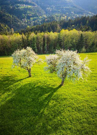 Das Bild zeigt eine malerische Frühlingslandschaft aus einer leicht erhöhten Perspektive. Im Vordergrund stehen zwei blühende Obstbäume auf einer satten, grünen Wiese im Frühling. Ihre langen Schatten deuten darauf hin, dass das Bild entweder am frühen Morgen oder späten Nachmittag aufgenommen wurde. Im Hintergrund sieht man eine dichte Waldgrenze aus Laub- und Nadelbäumen. Dahinter erstrecken sich bewaldete Hügel, die in verschiedenen Grüntönen leuchten – ein Hinweis auf die frische Frühlingsvegetation. Ganz oben erkennt man vereinzelte Häuser, die verstreut in der hügeligen Landschaft liegen. Die Komposition vermittelt Ruhe, Naturverbundenheit und die Schönheit des beginnenden Frühlings. Die Lichtstimmung ist warm und sanft, was die Szenerie besonders harmonisch wirken lässt.