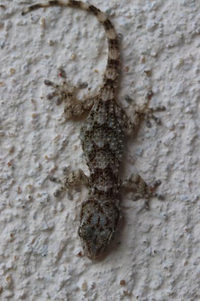 Bébé gecko deviendra grand