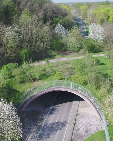 Grünbrücke Sasbach (Foto: FVA BW/Riemer)