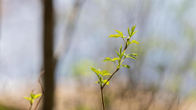 The image shows a close-up of a small plant or sapling with fresh green leaves. The background is blurred, giving the photo a shallow depth of field and focusing on the plant.