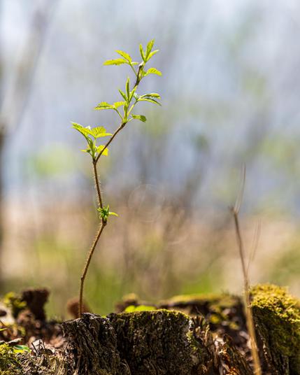 The image shows a young plant or sapling growing out of an old tree stump. The background is blurred, emphasizing the fresh green leaves and the new growth emerging from the weathered wood. This symbolizes regeneration and new life.