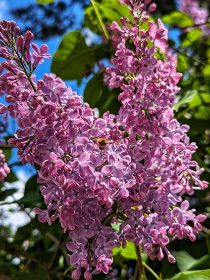 A close-up image shows a bee-fly on a cluster of Syringa vulgaris, also known as lilac, in full bloom. The bee-fly's furry body and delicate wings are in sharp focus against the soft, pastel purple petals of the lilac.