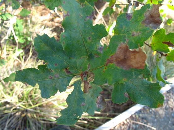 Photo of treespecies Quercus douglasii : Category is bulk