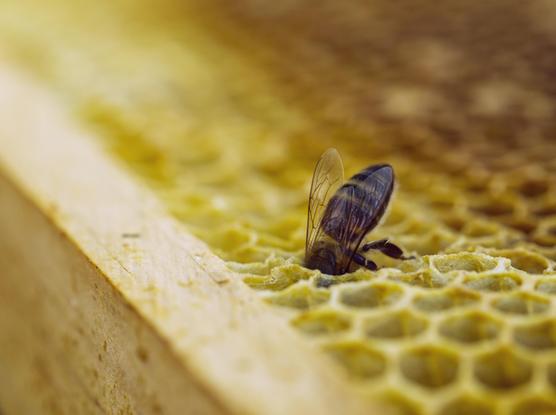Bee with its head into the combs