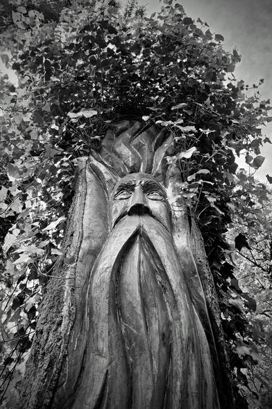 A low-angle, black and white photograph shows a detailed wood carving of a face with a long beard on the trunk of a tree. The carving looks upwards, surrounded by branches and leaves overhead against a bright sky. The texture of the bark and the carved wood grain are clearly visible.