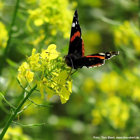 Ein Schmetterling mit schwarzen Flügeln, die orangefarbene Bänder und weiße Punkte aufweisen, sitzt auf einer gelben Blütentraube. Die Blüten haben vier Blütenblätter und wachsen an einem grünen, aufrechten Stängel. Der Schmetterling hält sich mit den Vorderbeinen an der Blüte fest und saugt Nektar. Der Hintergrund ist unscharf und zeigt weitere gelbe Blüten in einem sonnendurchfluteten Umfeld.