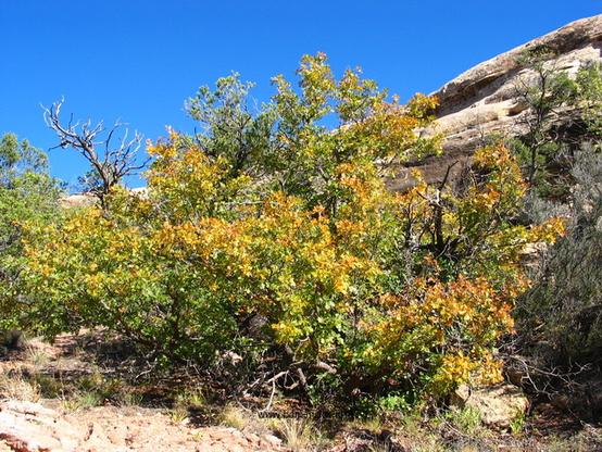Photo of treespecies Quercus gambelii : Category is boom-tree-baum-arbre-arbol