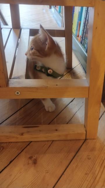 Young ginger and white kitty exploring under a stool in the bookshop