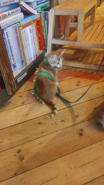Small ginger and white kitten sitting in front of the bookshelves of the Edinburgh Bookshop, looking to his right