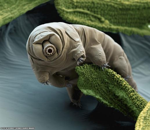 A tardigrade selfie.