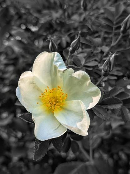 A close-up shows a single, delicate white flower with a bright yellow centre, surrounded by blurred grey-scale foliage and buds. The flower has five prominent petals that are slightly creased and catch the light. The central stamen and pistils are a vibrant yellow. The background is out of focus, highlighting the flower.