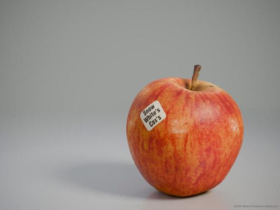 Cox's Orange Pippin apple model with a label saying "Snow White's Cox's"