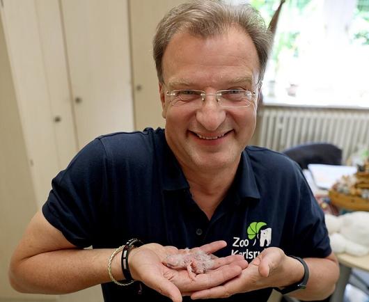 Karlsruher Zoodirektor zieht Hyazinth-Ara-Küken von Hand auf