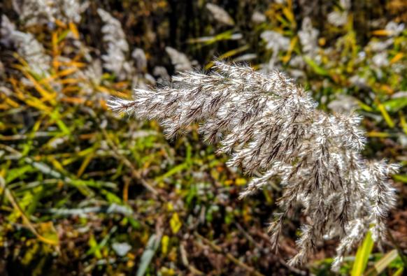 In a sunny overgrown clearing in a forest a cluster of grassy plants with gleaming white seed heads are about ready to release their seeds.