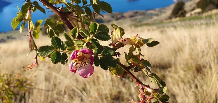 Photo of Rosa rubiginosa (Sweet-brier) by m1burnett. Attribution: (c) Mike Burnett, some rights reserved (CC BY).