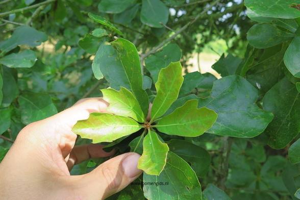 Photo of treespecies Quercus pontica x robur hickelii : Category is lente-spring-fruhling-printemps-primavera