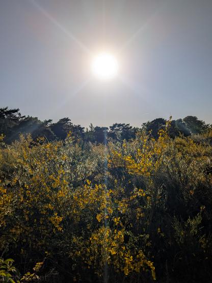 A vibrant field of yellow-flowering bushes under a bright, sunny sky. The sun, positioned high in the frame, radiates strong beams of light that create a hazy glow across the scene. The bushes, densely packed and covered in numerous small, bright yellow blossoms, dominate the foreground and middle ground.
Behind the field of yellow, a line of dark green trees forms a natural barrier against the horizon.