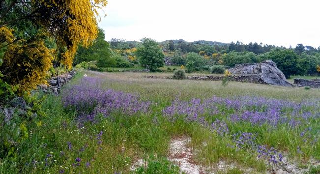 Blue wildflowers on a meadow, left is a big yellow broom. In the background some soft hills with broom and bushes, flat rocks on the right in the meadow look like a turtle