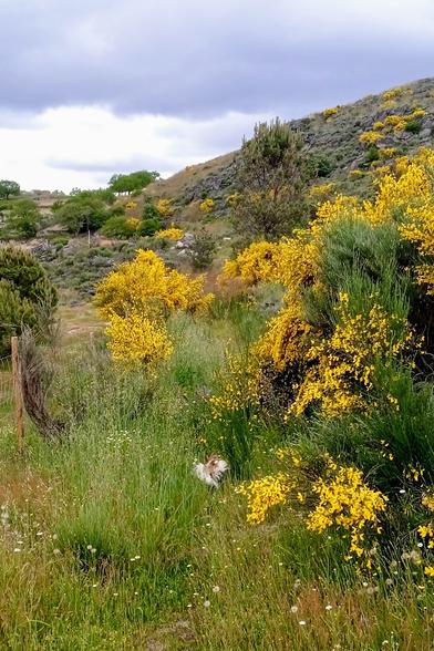 Yellow broom in high grass at a rocky hill