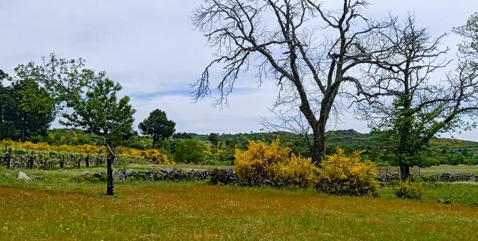 A meadow with q drystone wall behind, dry trees with yellow broom under them. A vineyard with broom behind it. The leaves of the grapes are fresh green. In the background some pines and pushes
