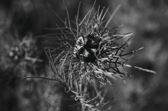 Black caraway bud in black and white